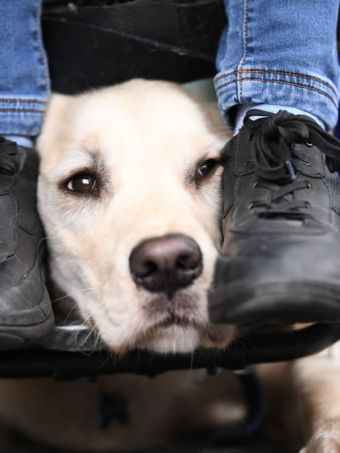 Chiens d'assistance Chiens d'assistance