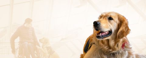 Chiens d'assistance Chiens d'assistance